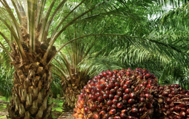 Malaysia reaches deal with China to expand palm oil supply